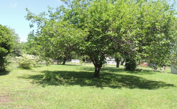 08 Backyard